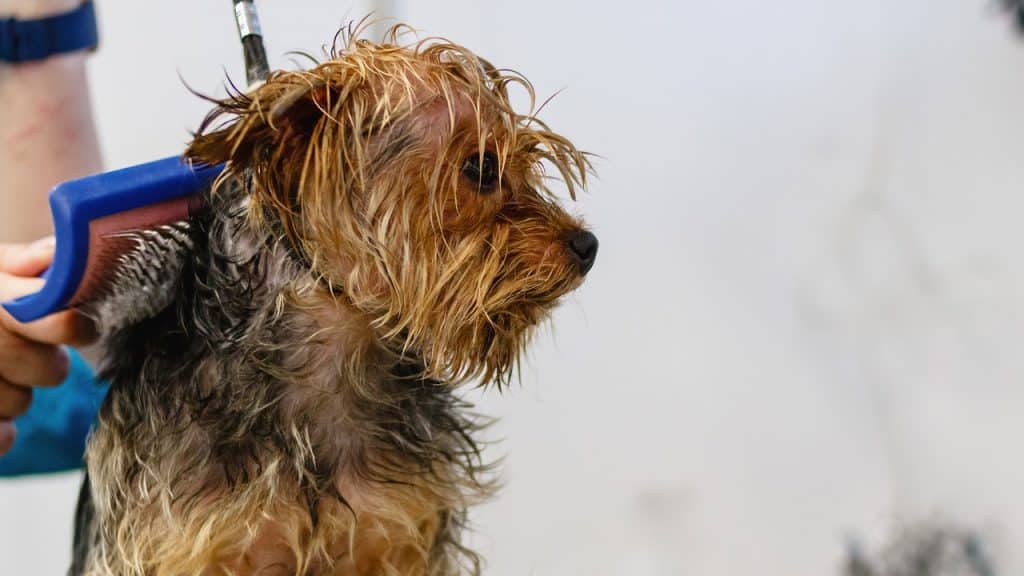 Combien coûte un toilettage pour chien