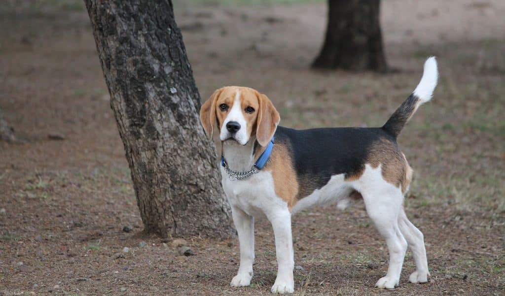 Chien de chasse a cour, le Beagle