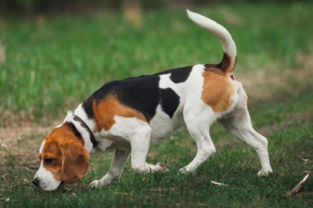 Assurance chien de chasse pour Beagle