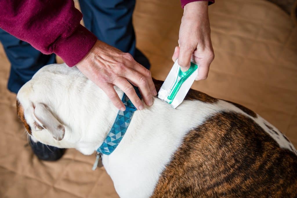 Soins et santé pour chien