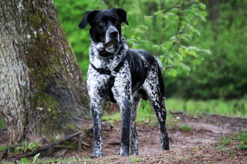 Le Braque allemand, un chien de chasse allemand