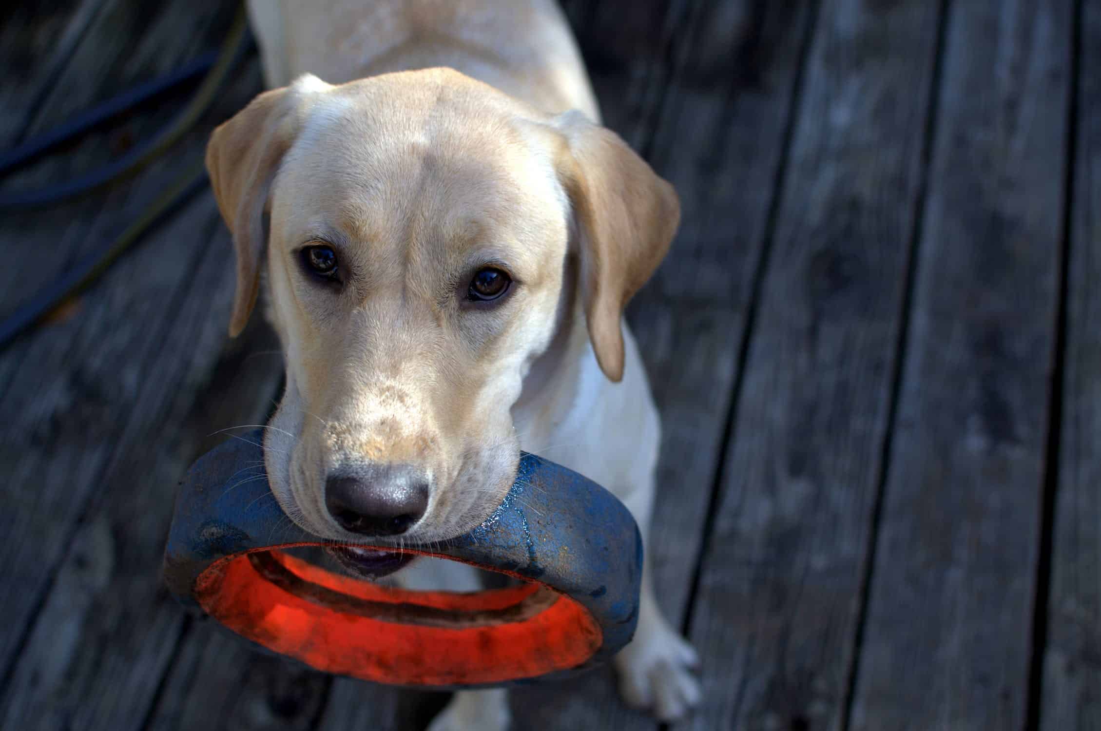 Comment occuper son chien pendant mon absence ?