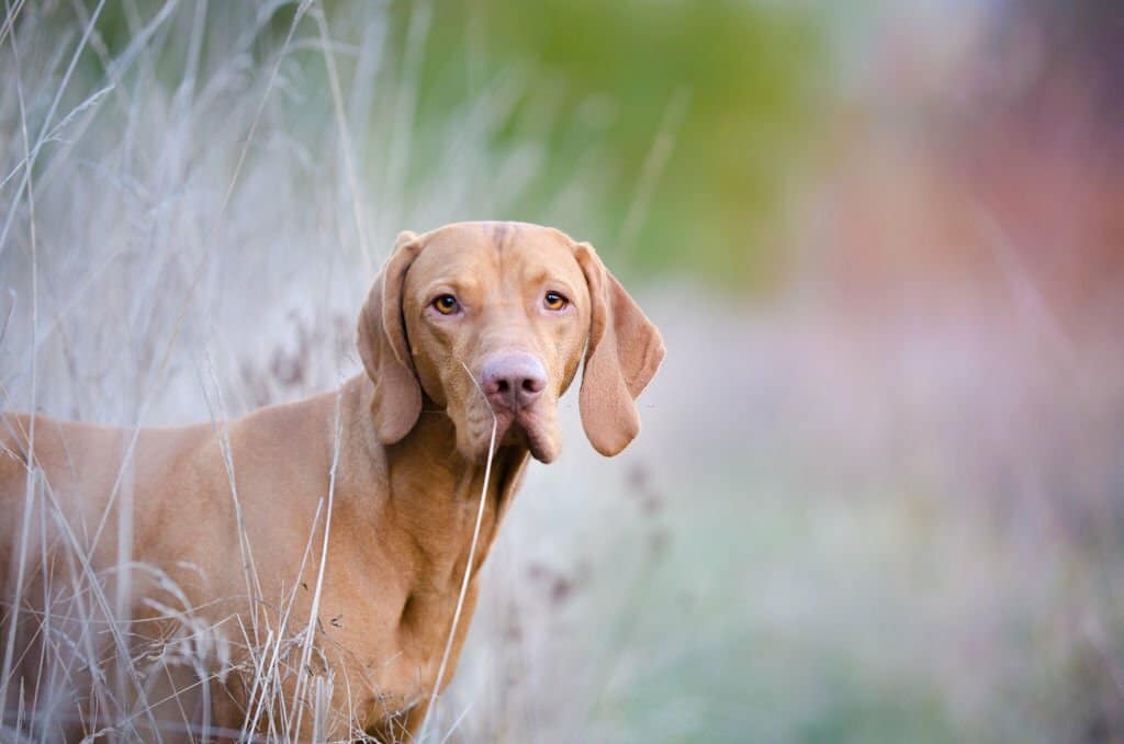 Croquettes pour chien de chasse